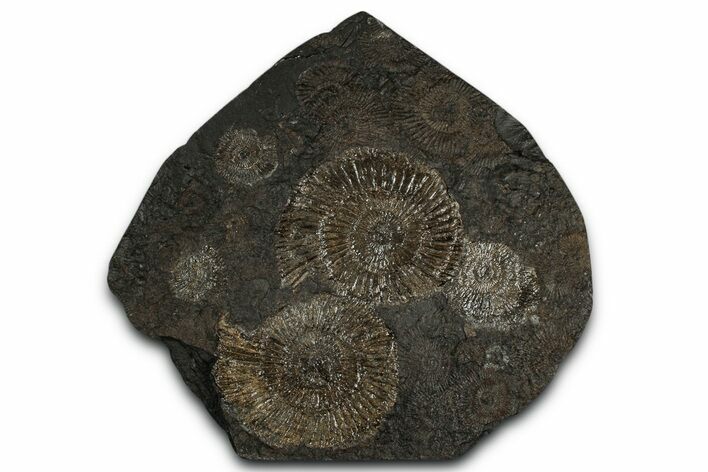 Fossil Ammonite Cluster - Posidonia Shale, Germany #350872